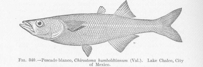 (Chirostoma) Род ХИРОСТОМЫ 23 вида